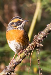 rufous breasted accentor