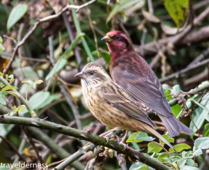 Rosefinches
