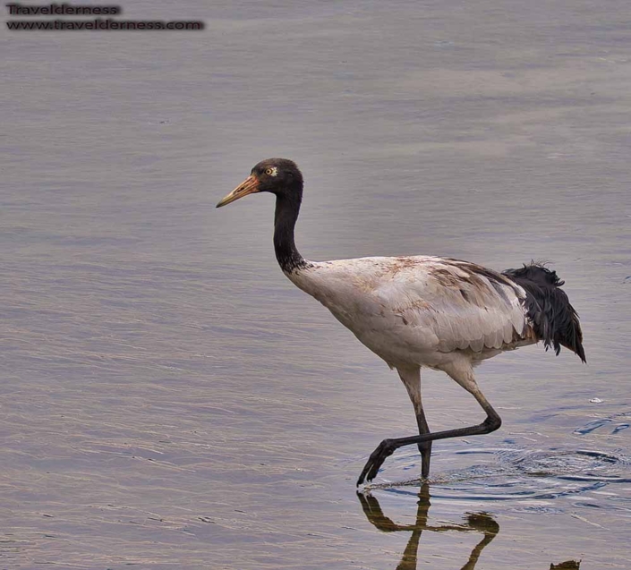 Black necked Crane 1 travelderness