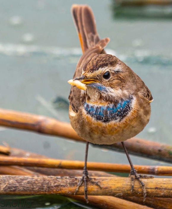 Bluethroat 1 travelderness