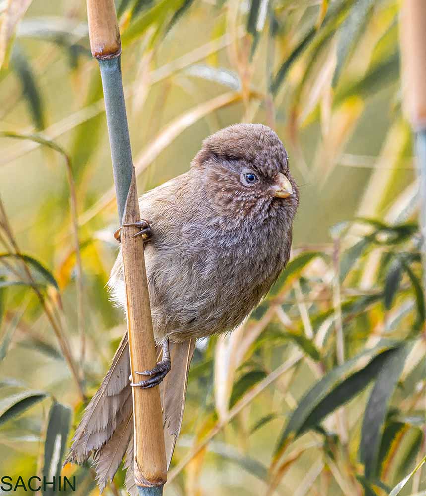 Brown Parrotbill