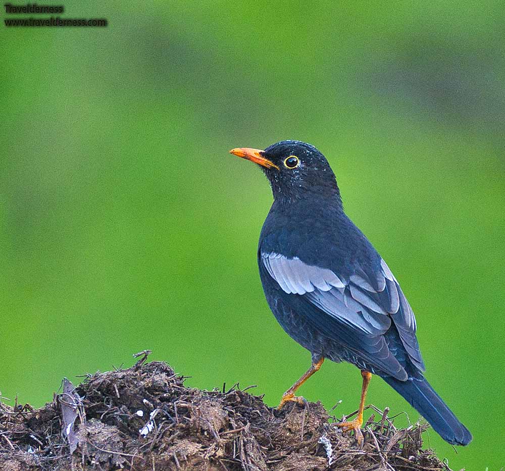 Gray Winged Black bird Travelderness