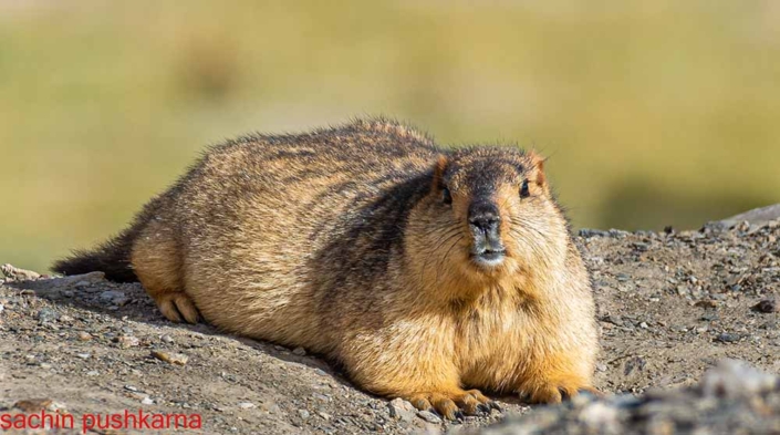 Himalayan Marmot Travelderness