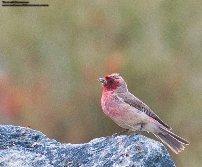 Pale Rosefinch travelderness