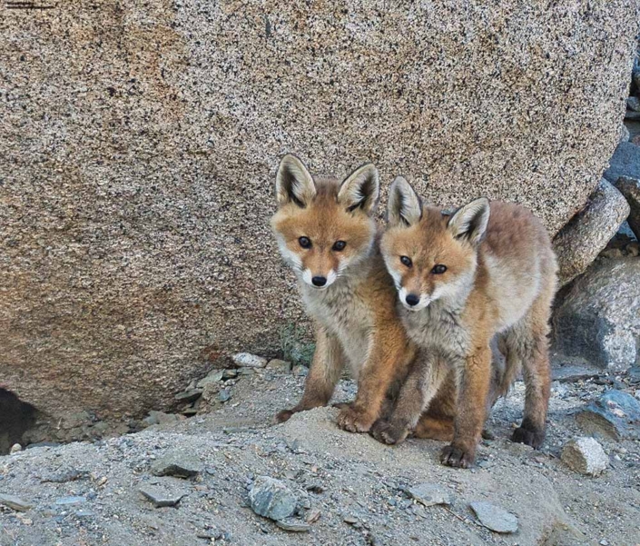 Red fox travelderness