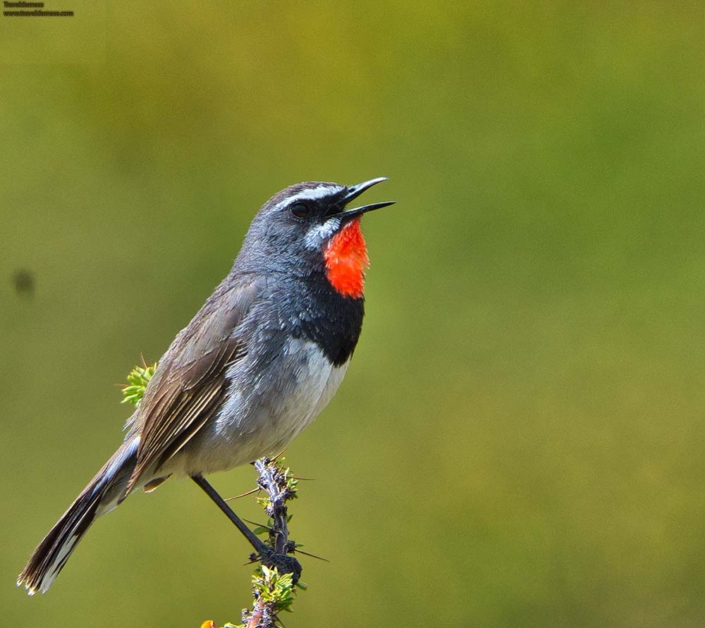 Travelderness bird
