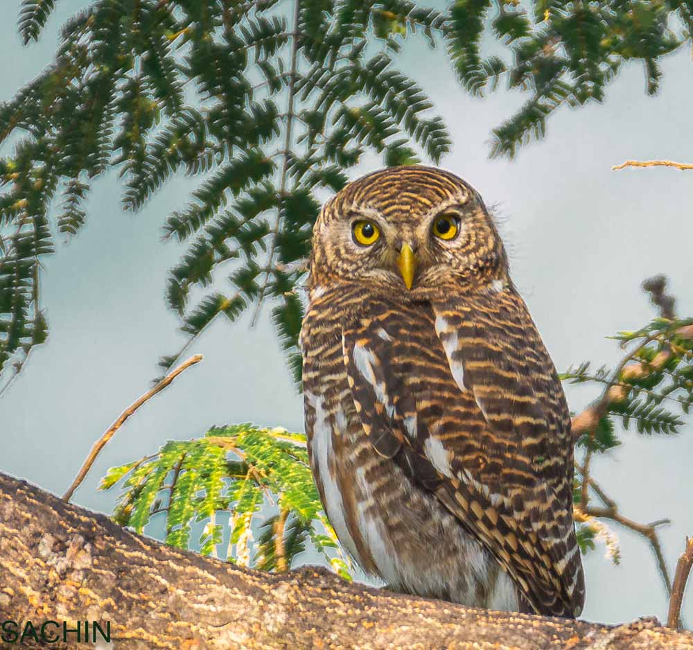 asian barred owlet north bengal travelderness