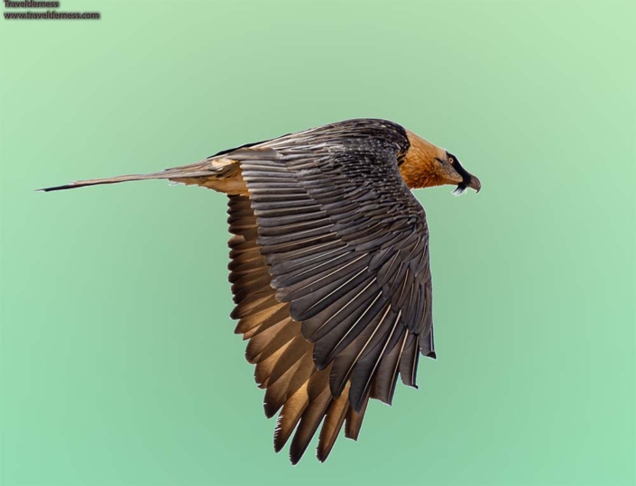 bearded vulture_in flight Travelderness
