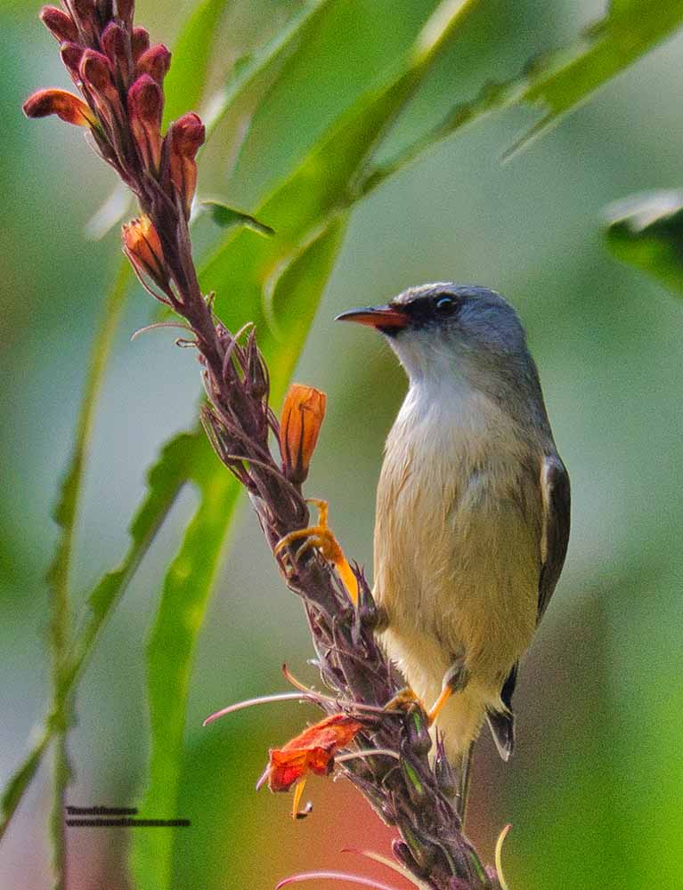 black chinned yuhina