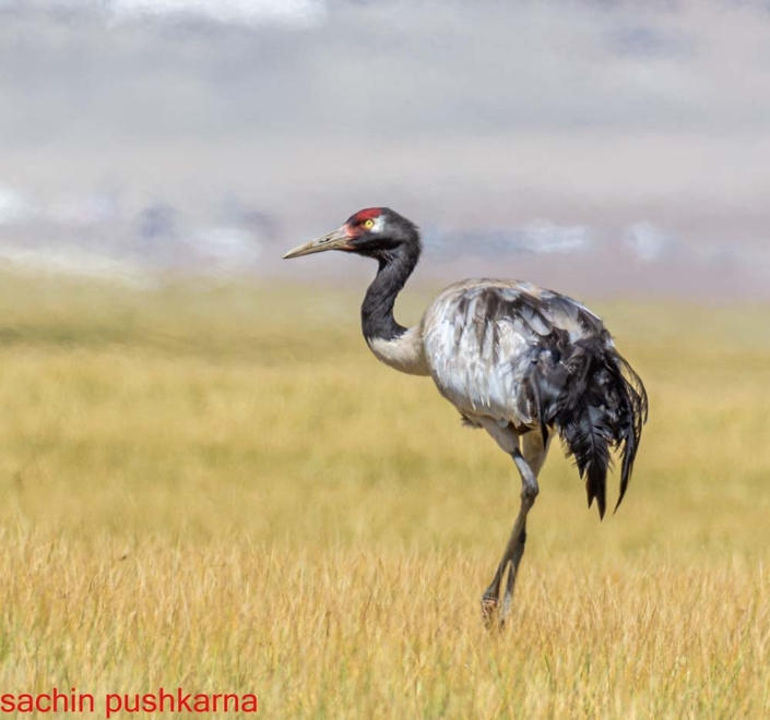 black necked crane travelderness