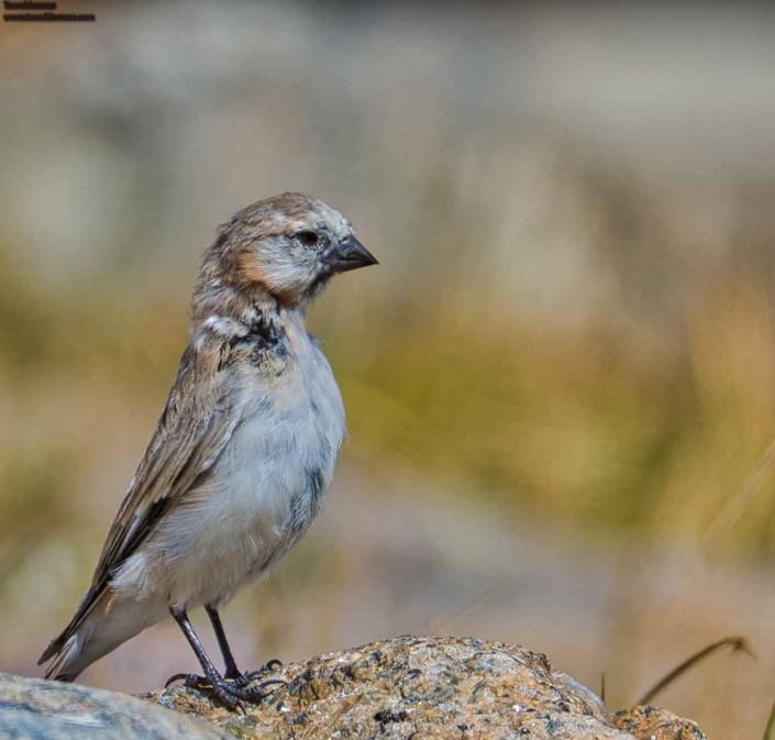 blanfords snowfinch travelderness