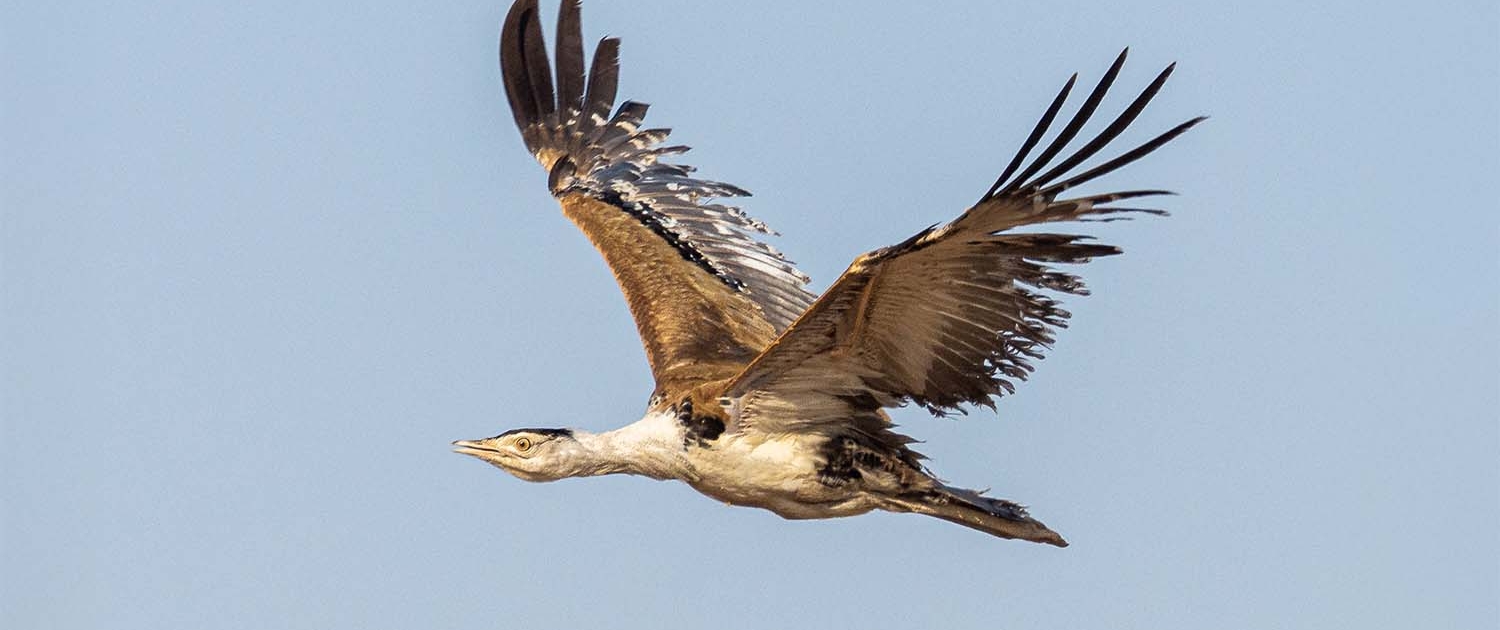 great indian bustard in flight travelderness