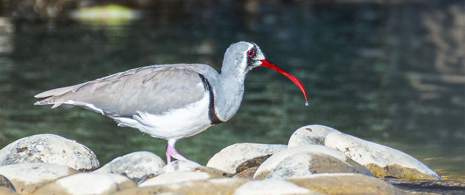 ibisbill Travelderness