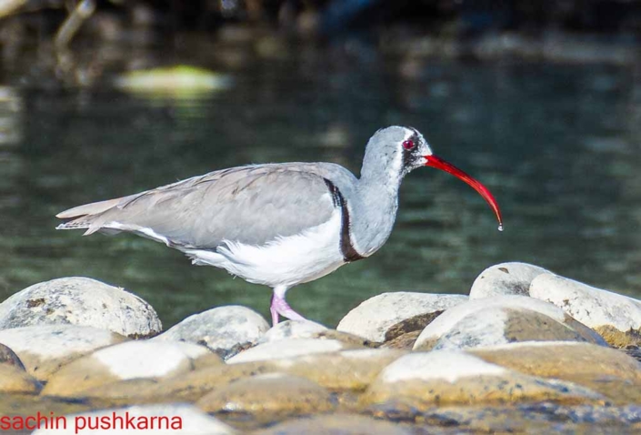 ibisbill Travelderness