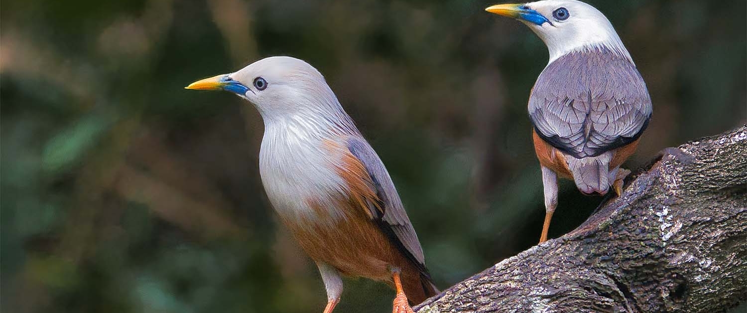 malabar starling travelderness