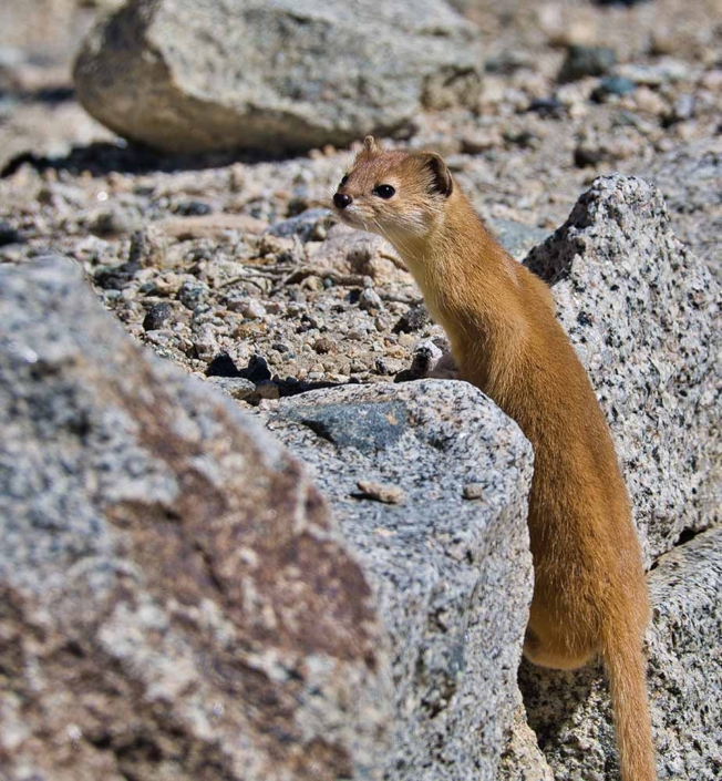 mountain weasel travelderness