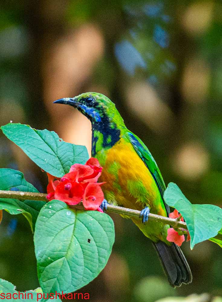 orange bellied leafbird