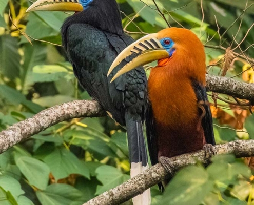 rufous necked hornbill