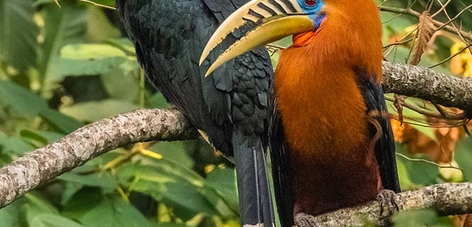 rufous necked hornbill