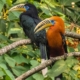 rufous necked hornbill