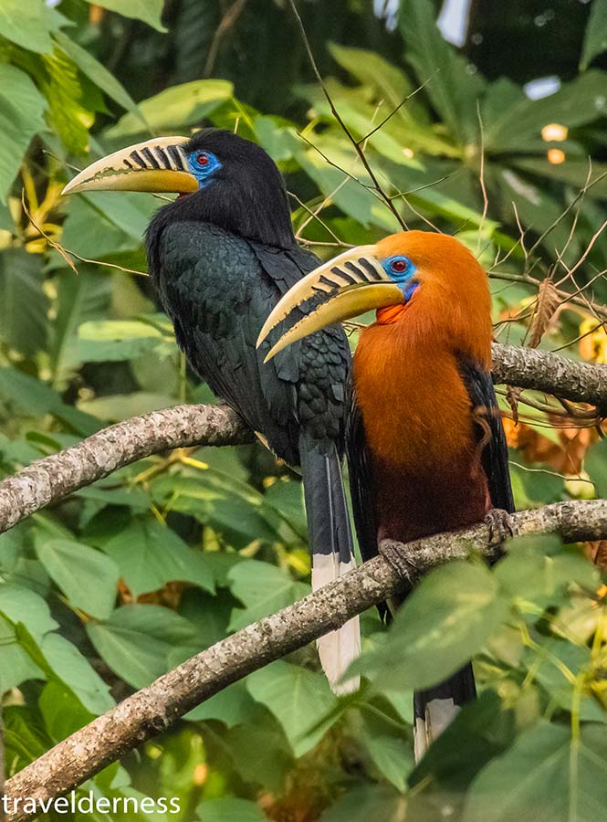 rufous necked hornbill