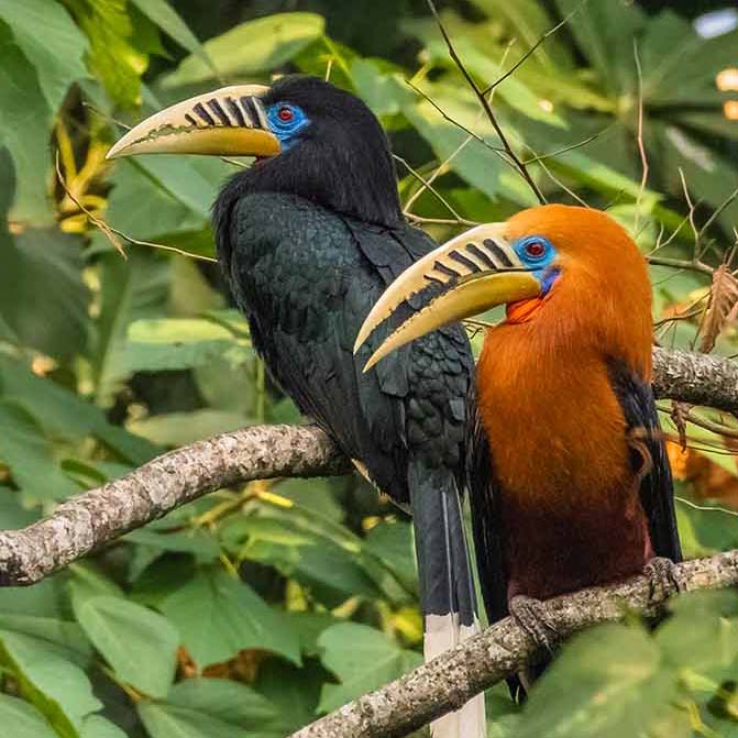 rufous necked hornbill_travelderness north bengal