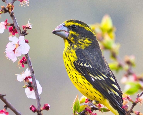 spot winged grosbeak female