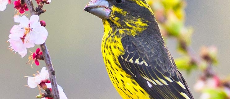 spot winged grosbeak female