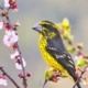spot winged grosbeak female