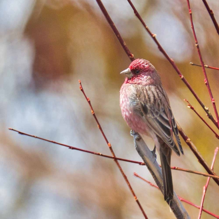 streaked rosefinch travelderness