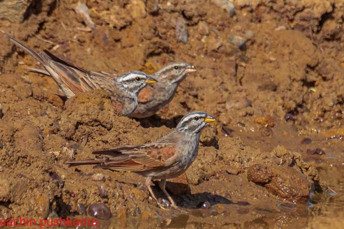 striolated bunting travelderness