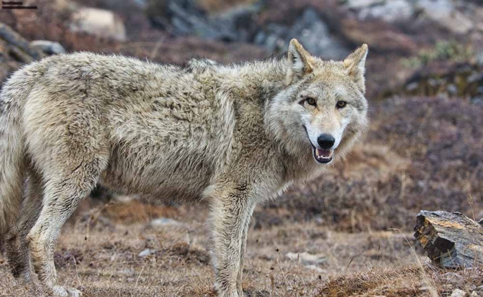 t wolf travelderness