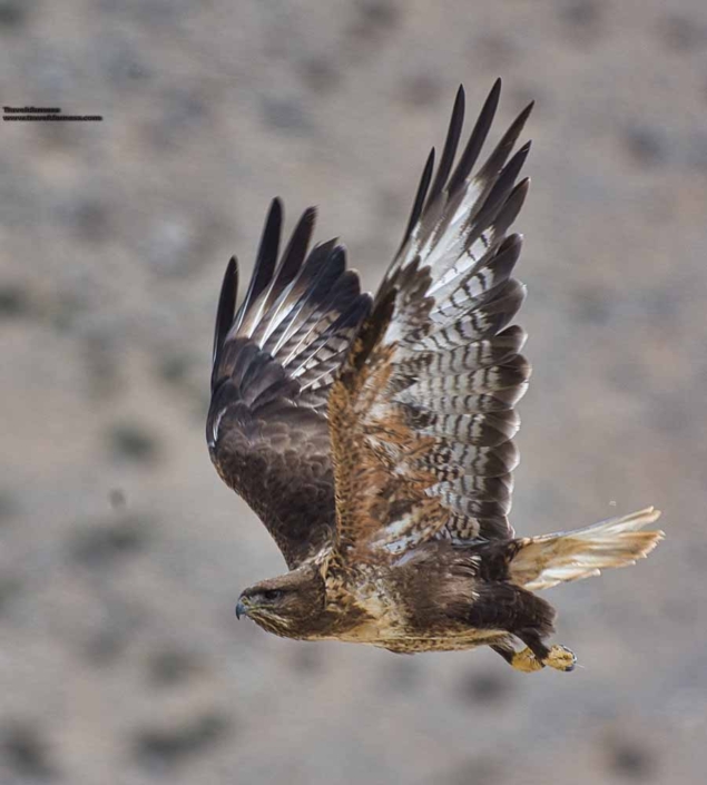 upland buzzard in flight travelderness