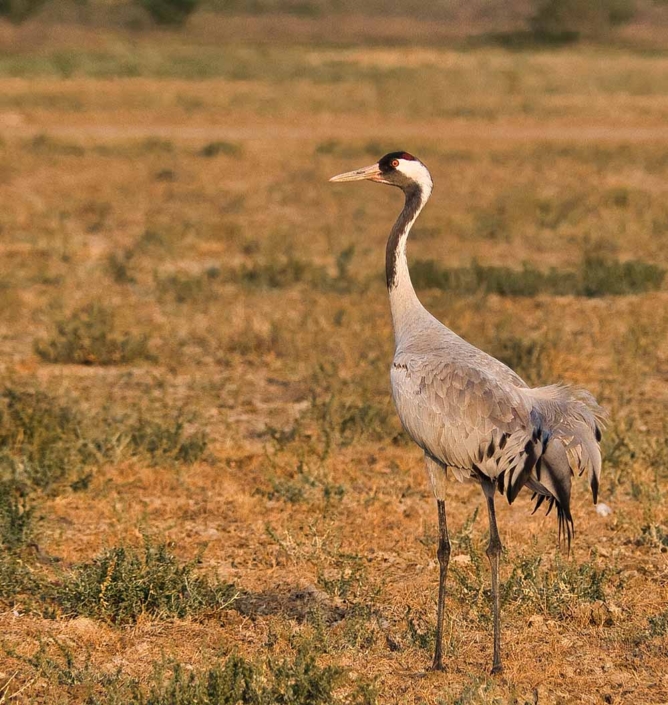 Common Crane _travelderness