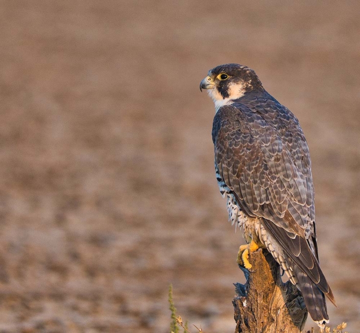 PEREGRINE FALCON travelderness