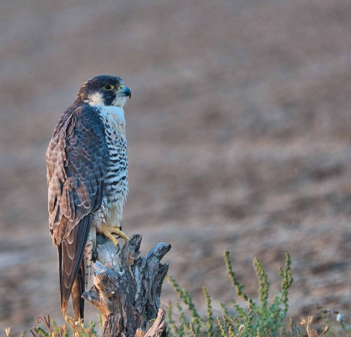 PEREGRINE_travelderness