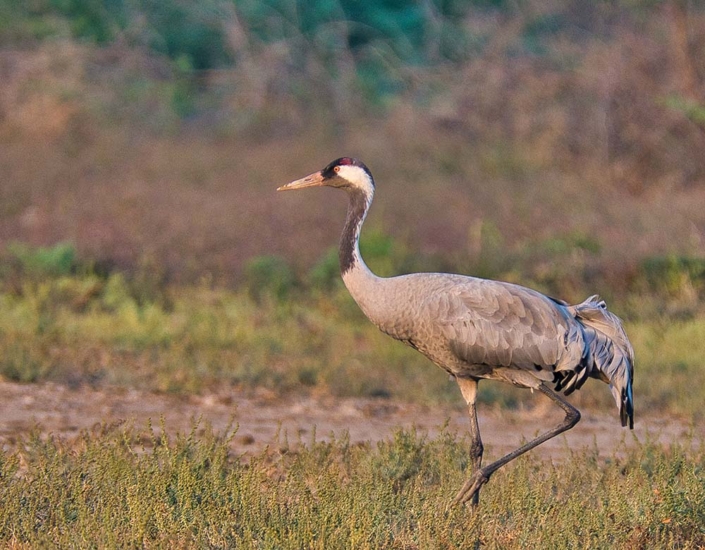 common crane travelderness