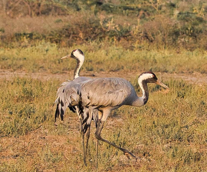 common cranes 2 travelderness