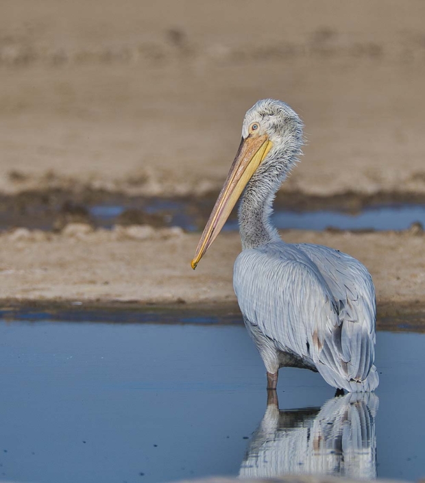 dalmatian pelican travelderness