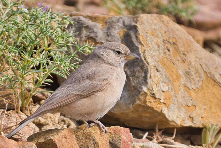 desert lark travelderness