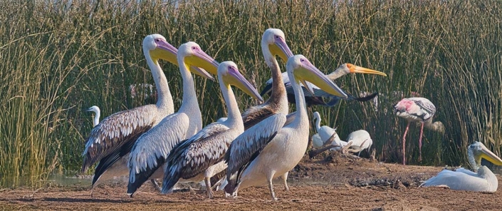 great white pelican travelderness