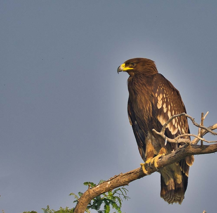 greater spotted eagle travelderness
