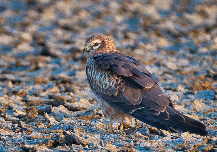 montagu harrier female_travelderness