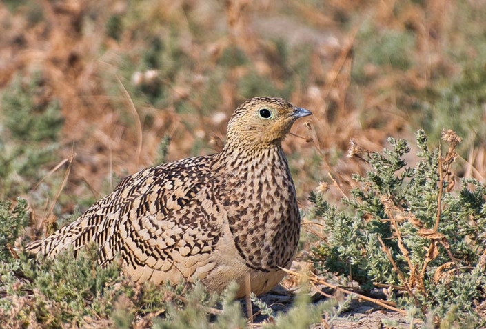 sandgrouse travelderness
