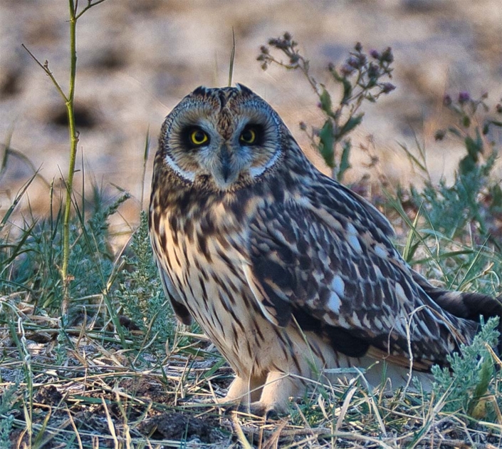 shorteared owl travelderness