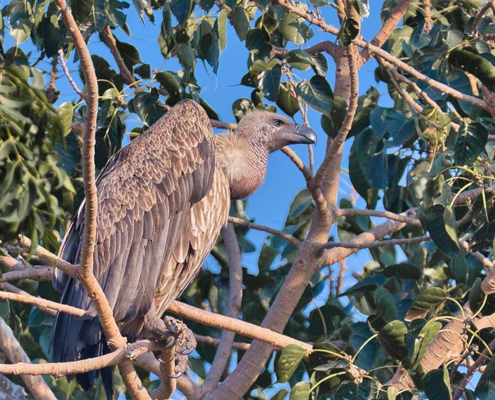white rumped vulture travelderness