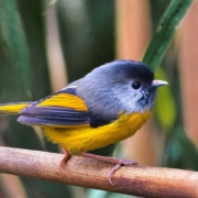 Golden breasted fulvetta