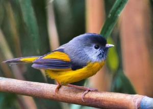 Golden breasted fulvetta