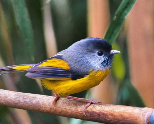 Golden breasted fulvetta