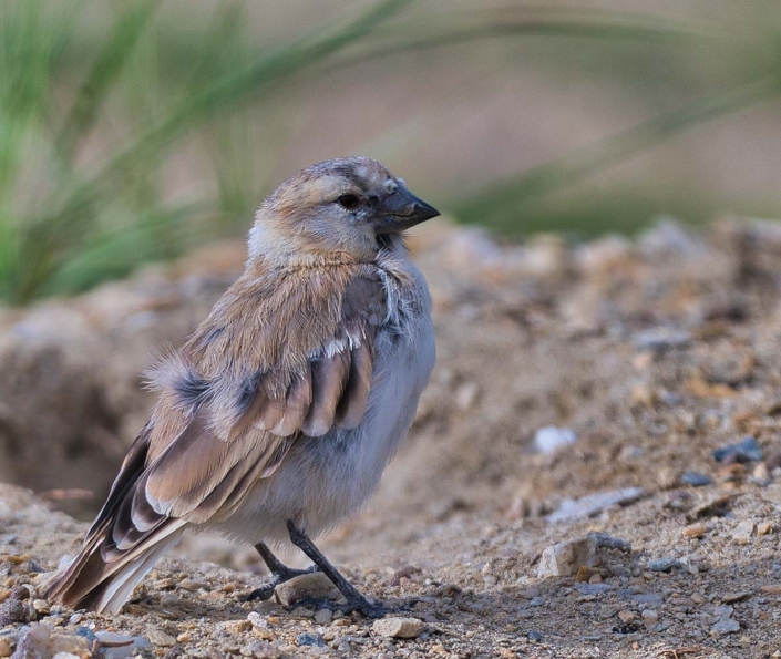 Blanfords snowfinch(2)